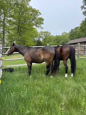 Horses in Meadow